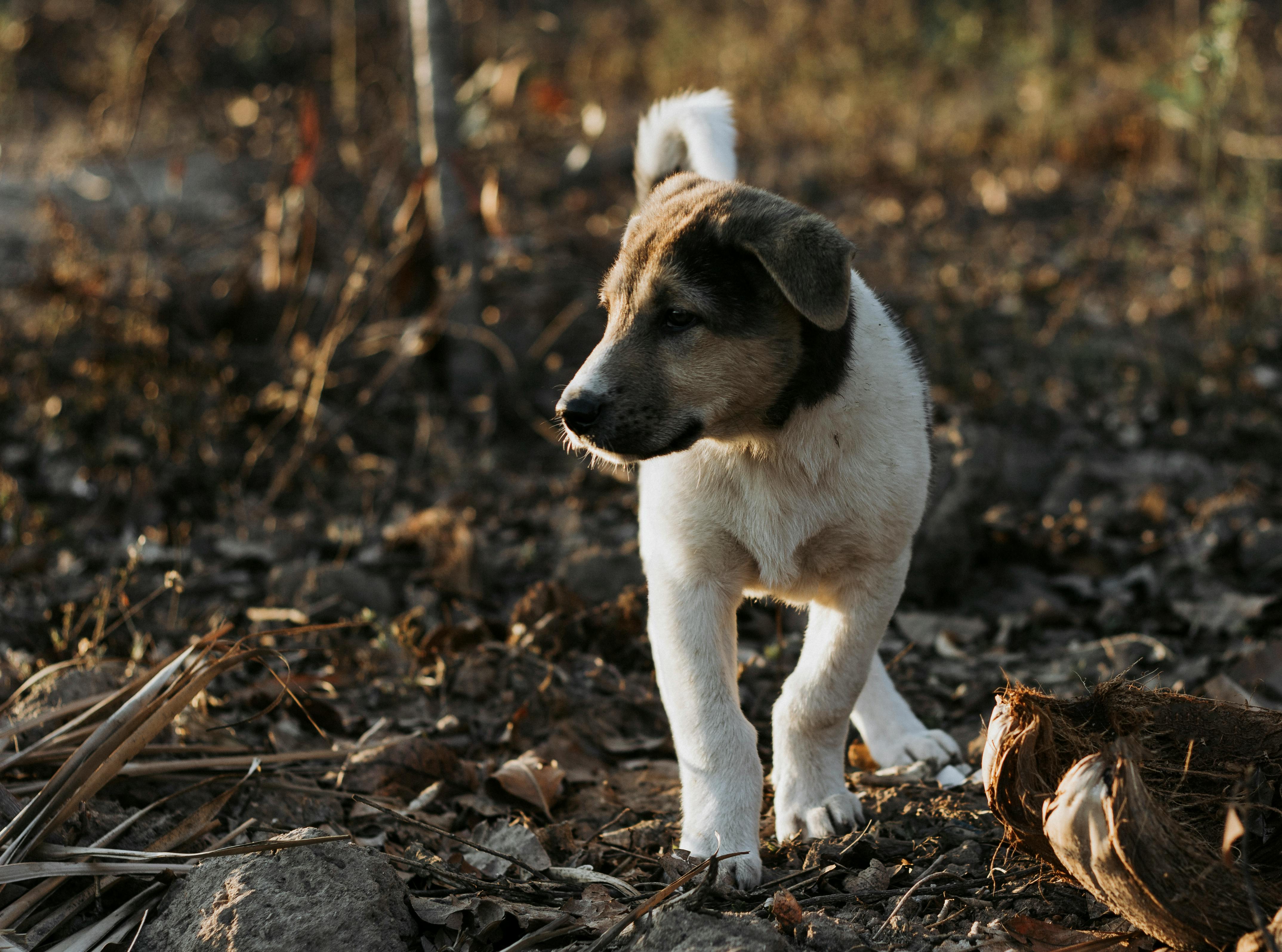 Fascinating Facts About Dog Noses: Why They’re Not Just Cute But Functional