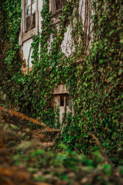 Free An abandoned building enveloped in lush green ivy, creating a mysterious and natural aesthetic. Stock Photo