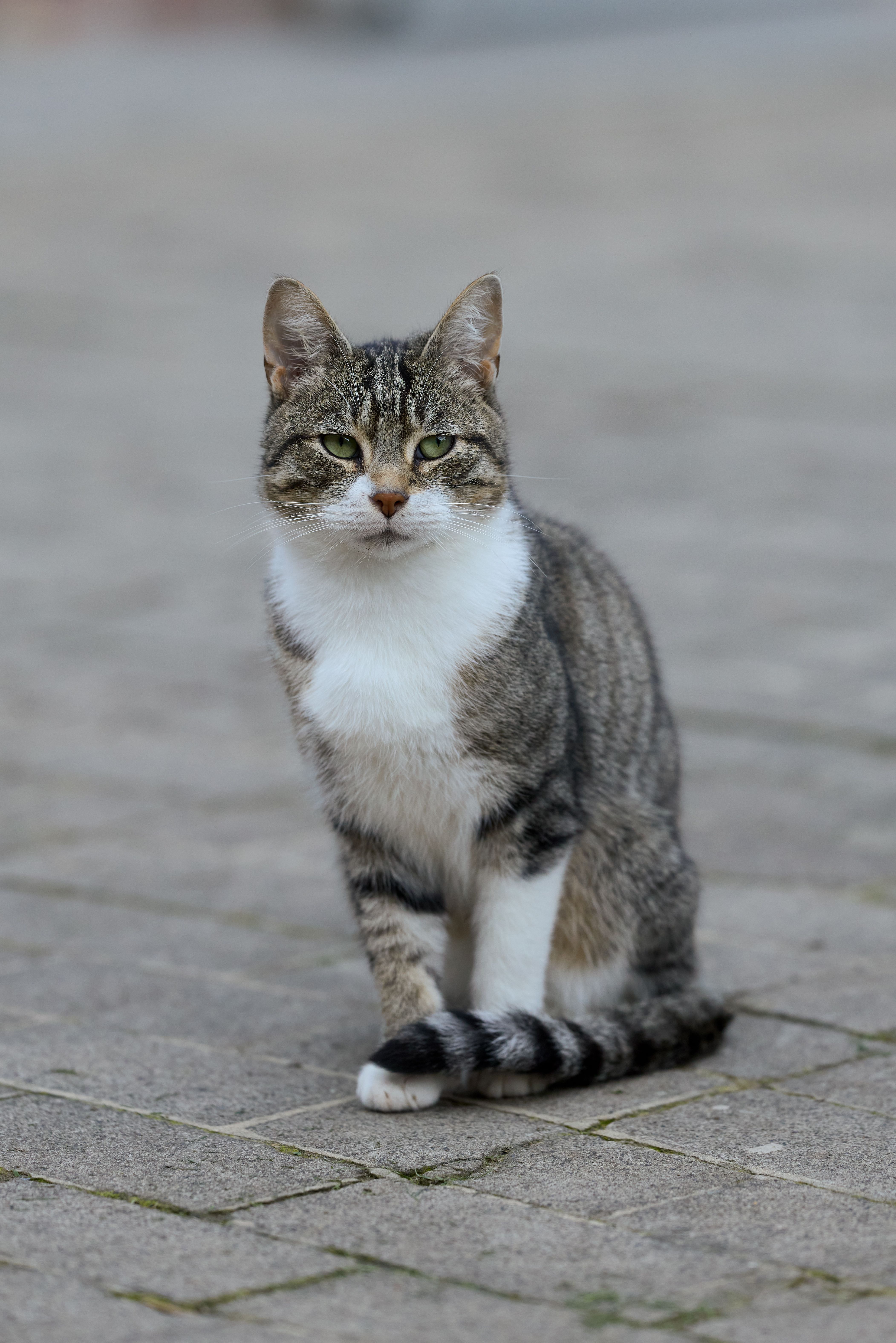 Outdoor Portrait of an Alert Tabby Cat · Free Stock Photo