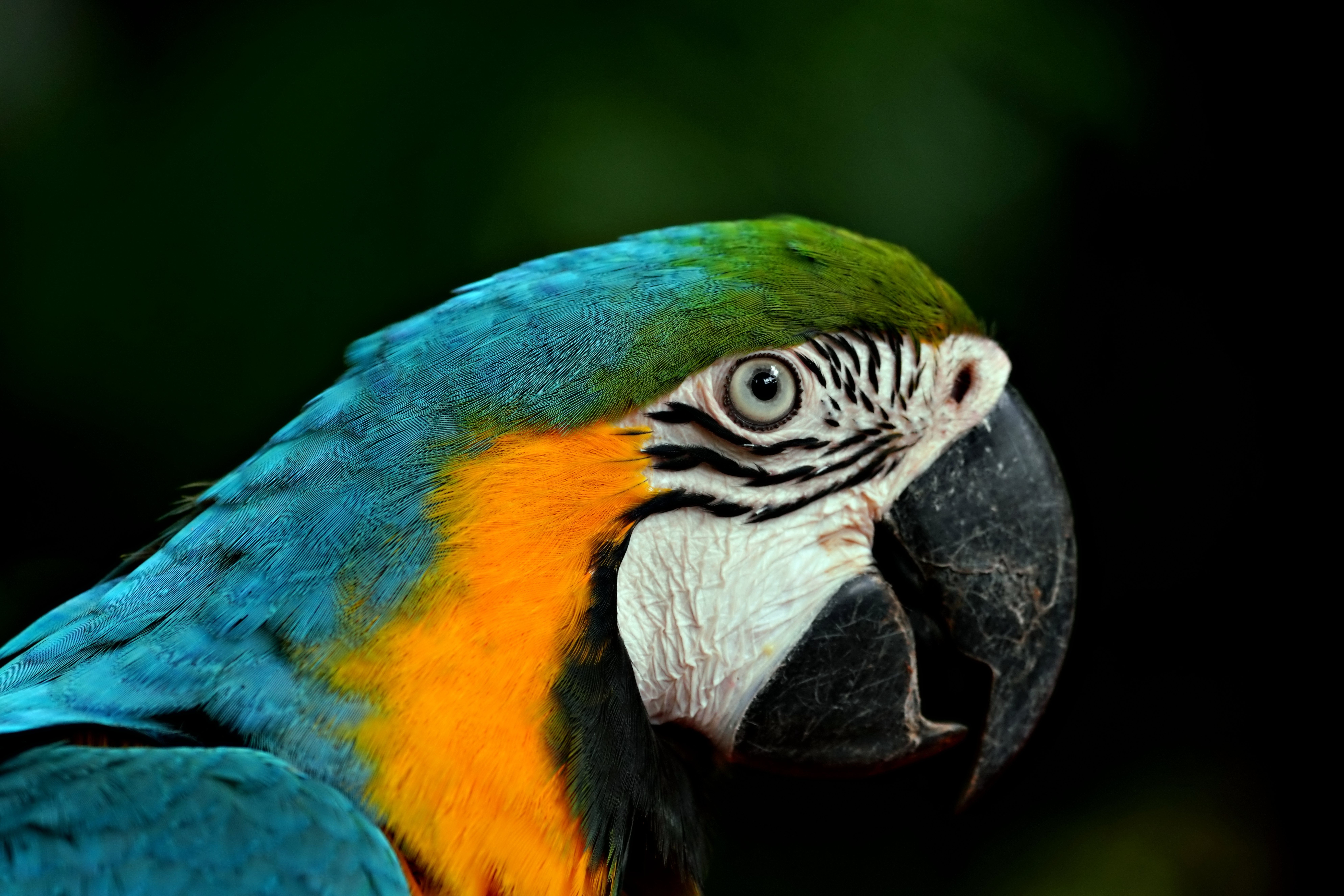 Why Is My Parrot Losing Feathers?
