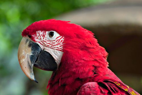 Free A detailed close-up of a scarlet macaw with vibrant red feathers and a colorful beak. Stock Photo