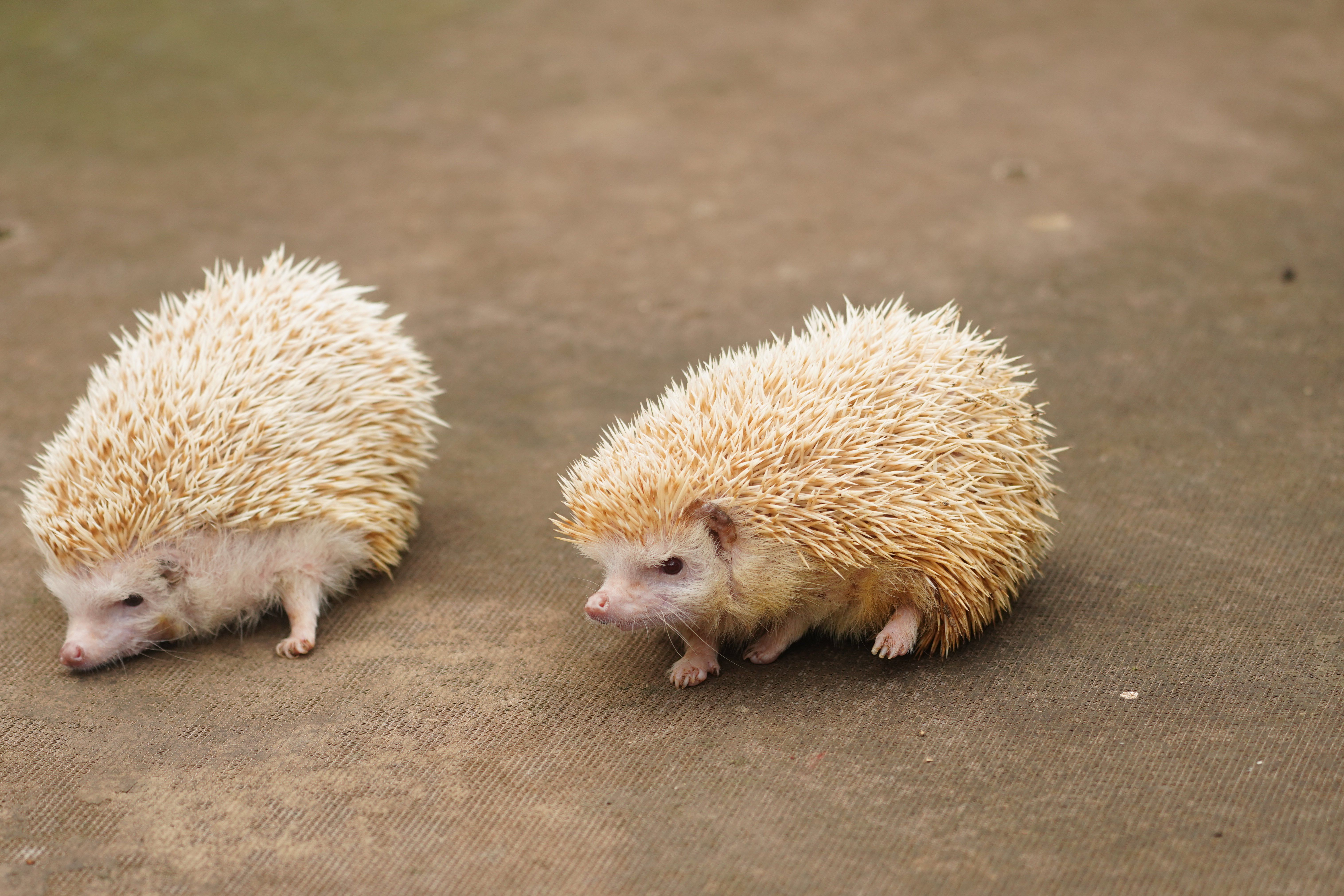 fox hedgehog theory