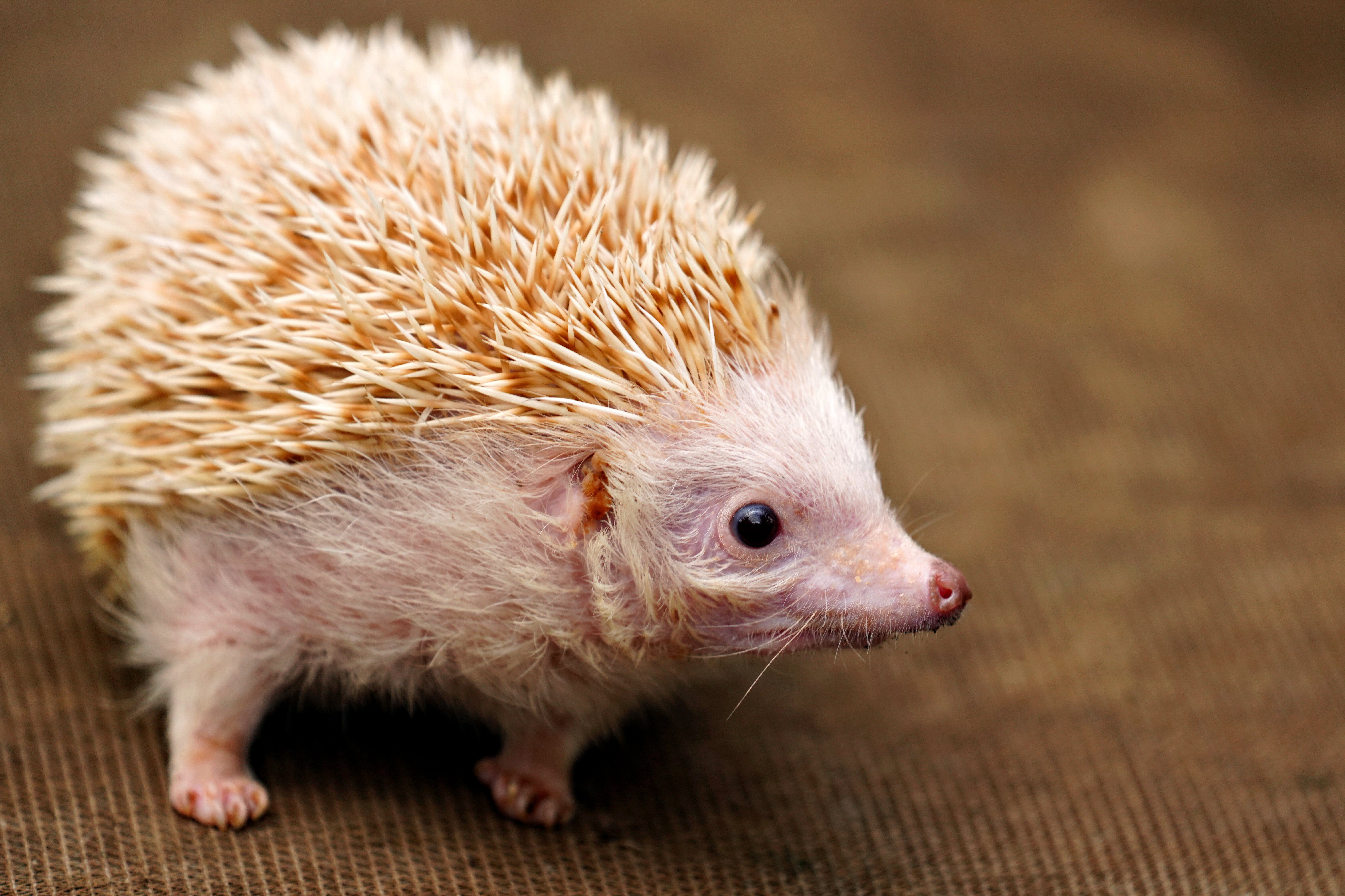 How to Train a Pet Hedgehog: Trust, Safe Handling and Gentle Routines