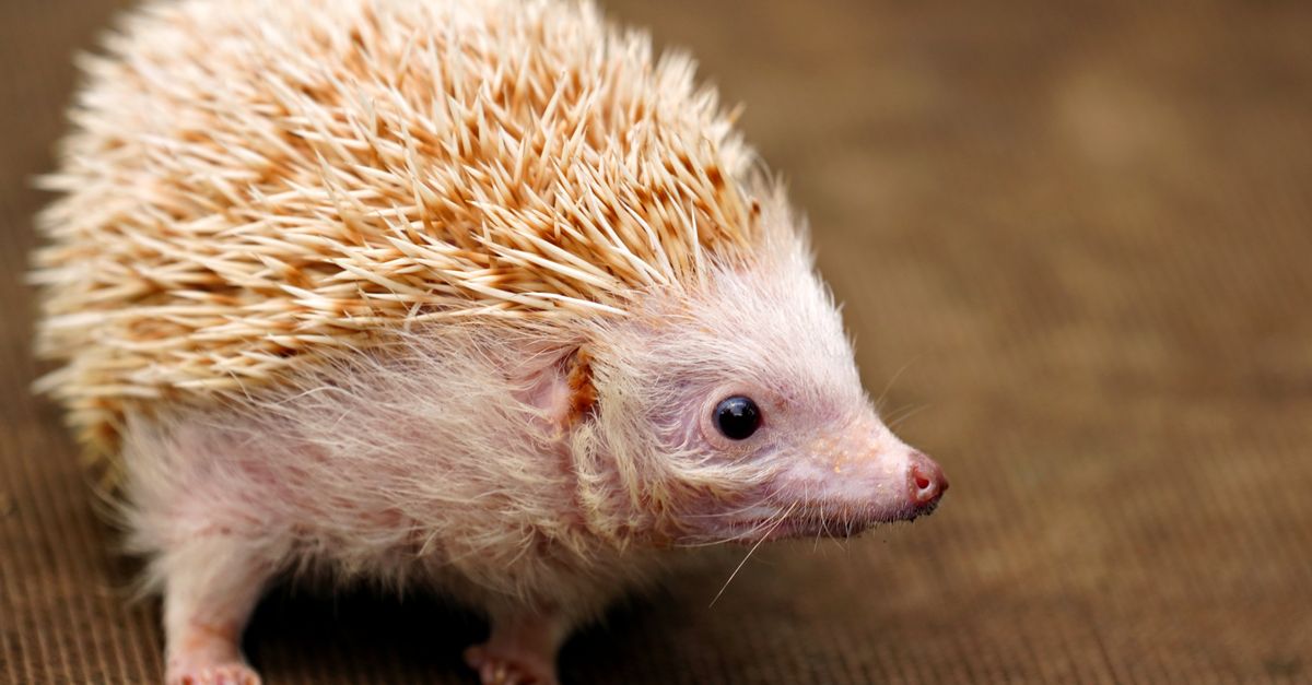 How Much Is a Hedgehog Pet to Set Up? How much is a hedgehog pet to set up: a pale, cream-spined hedgehog standing on brown fabric