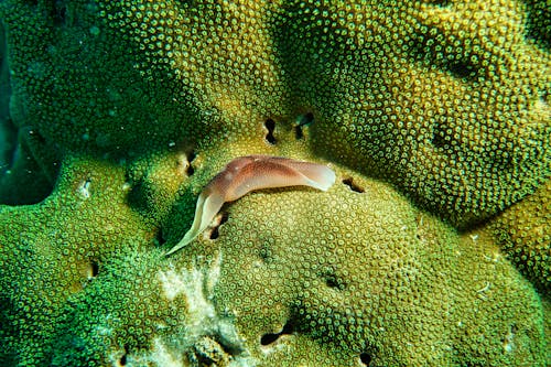 Free Brown Slug on Coral Stock Photo