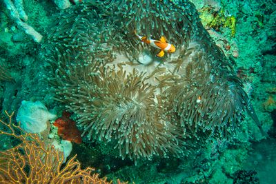 Clownfish