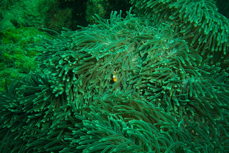 Clown Fish Hiding Inside An Aquatic Plant