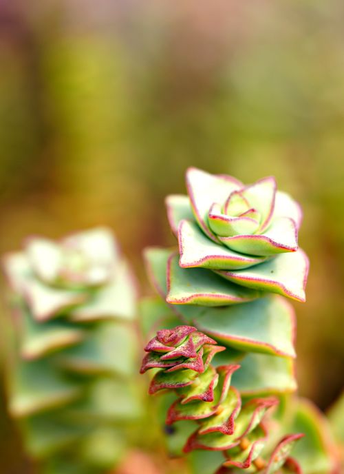 Free Bright, colorful close-up of a Crassula succulent plant with unique geometric leaf patterns. Stock Photo