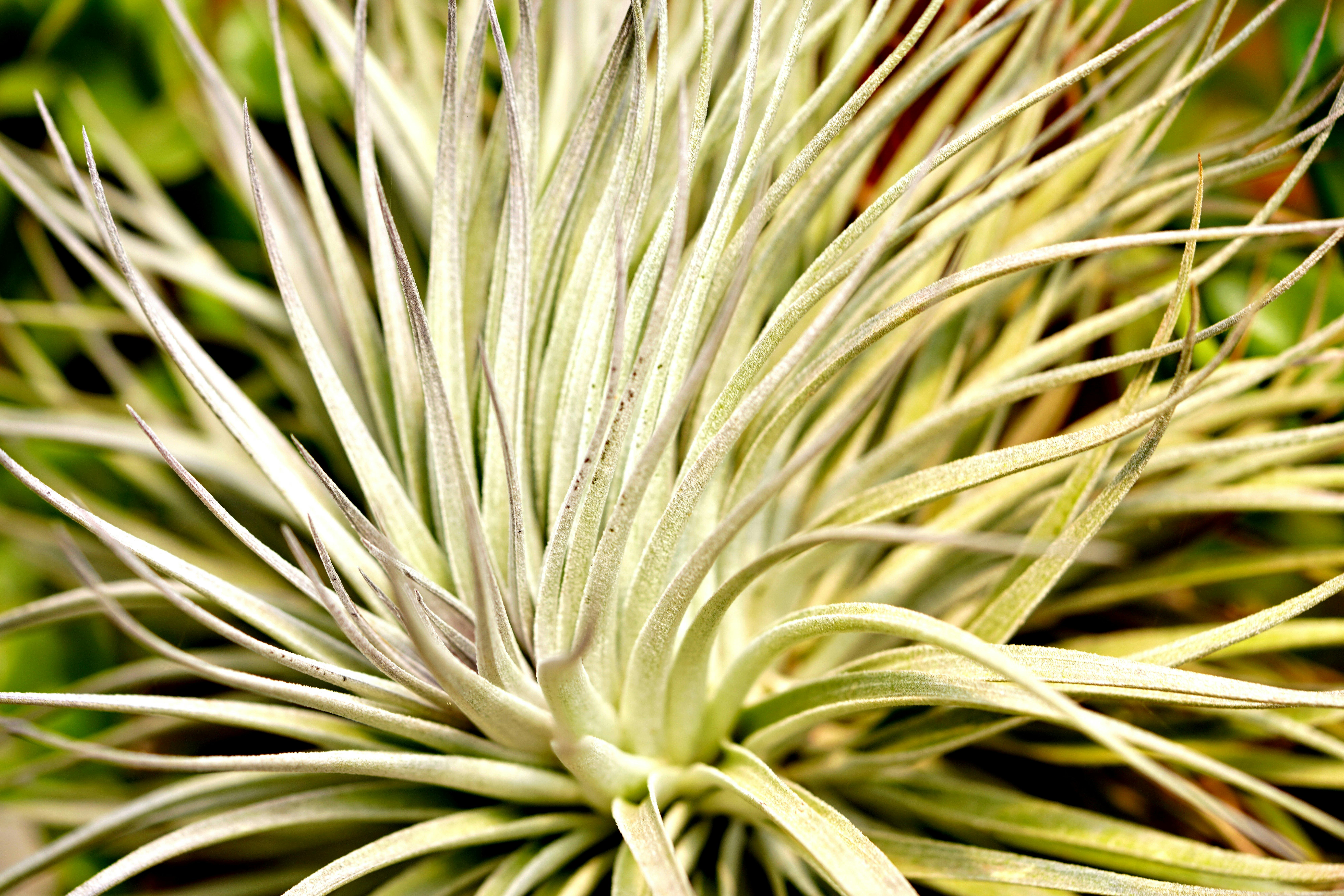 Microdosing Benefits: Enhancing Mental Clarity and Creativity