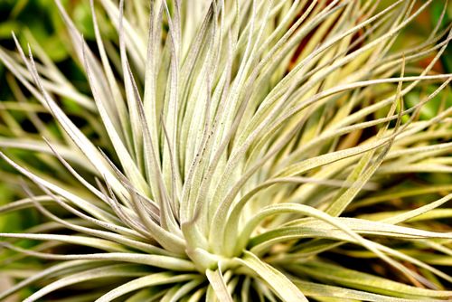 Free Detailed macro shot of an air plant with vibrant, spiky leaves in sunlight. Stock Photo