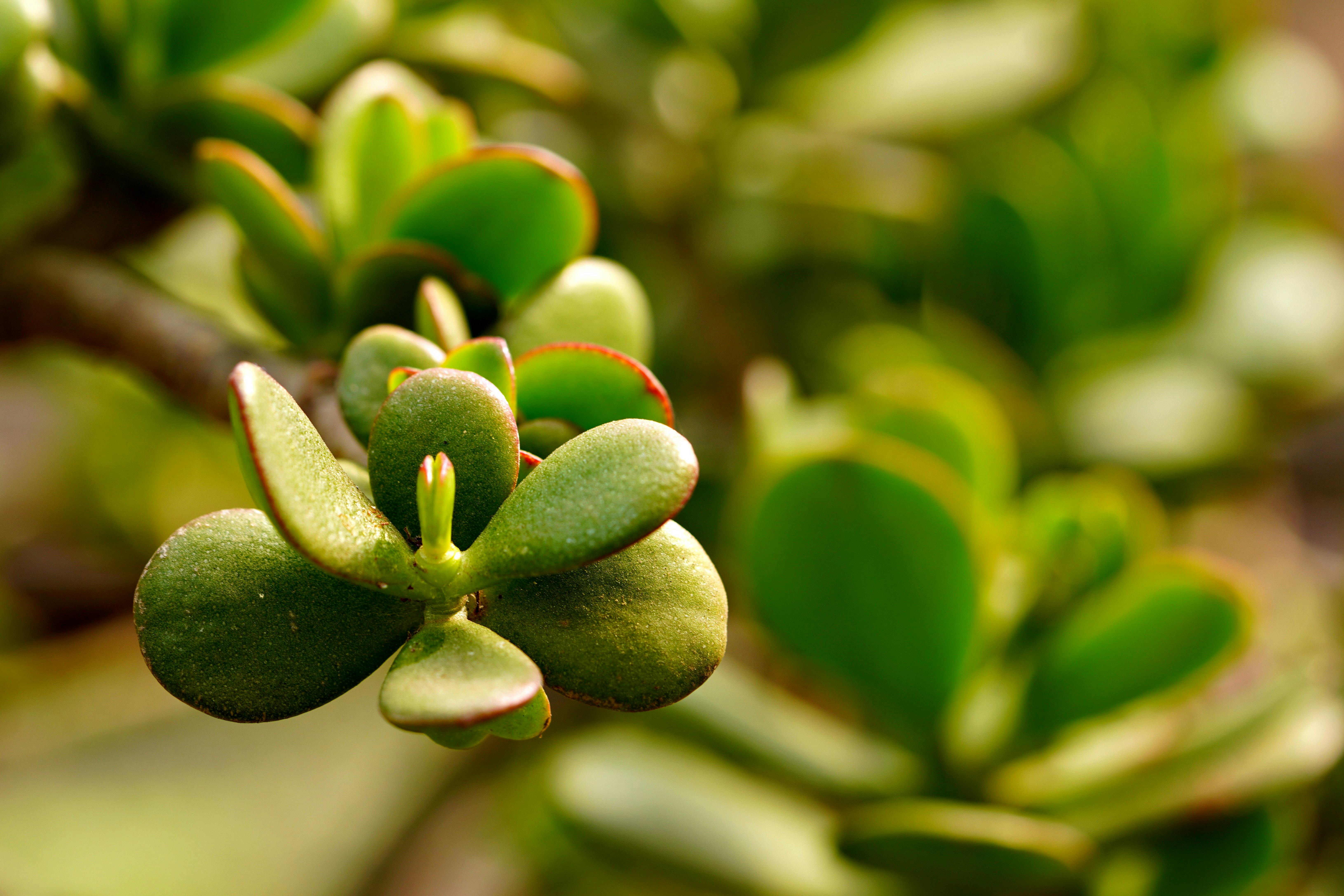 Jade Plant In Bright Light Setting With Thick Leaves