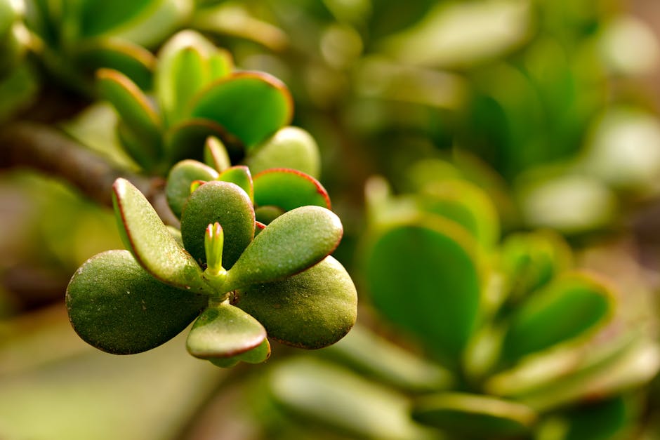 Healthy Jade plant on a sunny windowsill - caring for a succulent plant indoors Healthy Jade plant on a sunny windowsill - caring for a succulent plant indoors