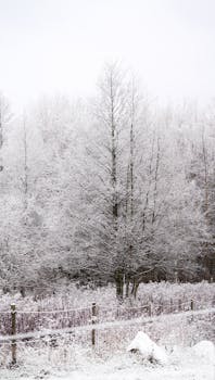 Serene image of a snow-covered forest in winter, capturing the tranquil beauty of nature.