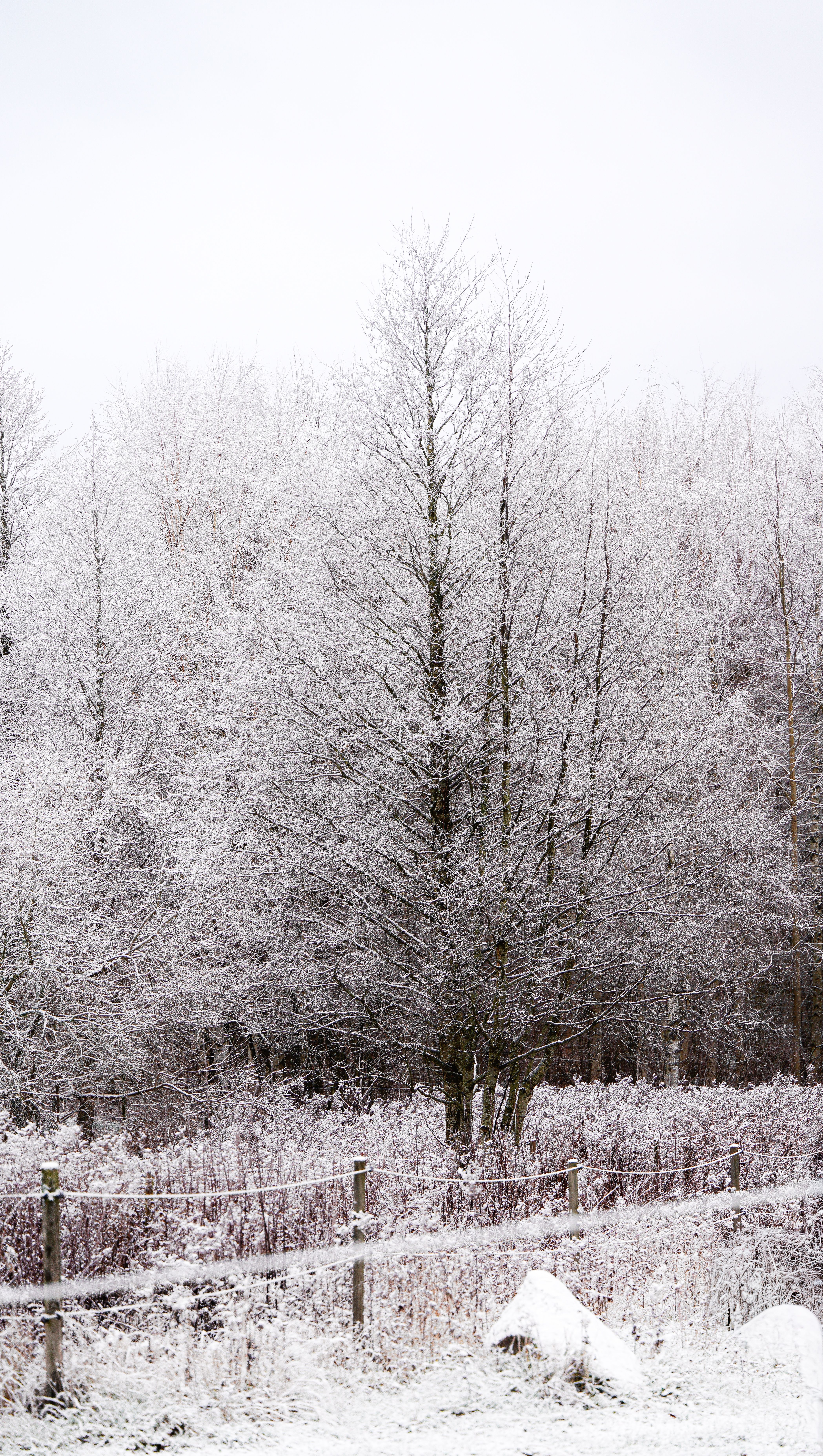 Frost-Covered Winter Landscape with Trees · Free Stock Photo