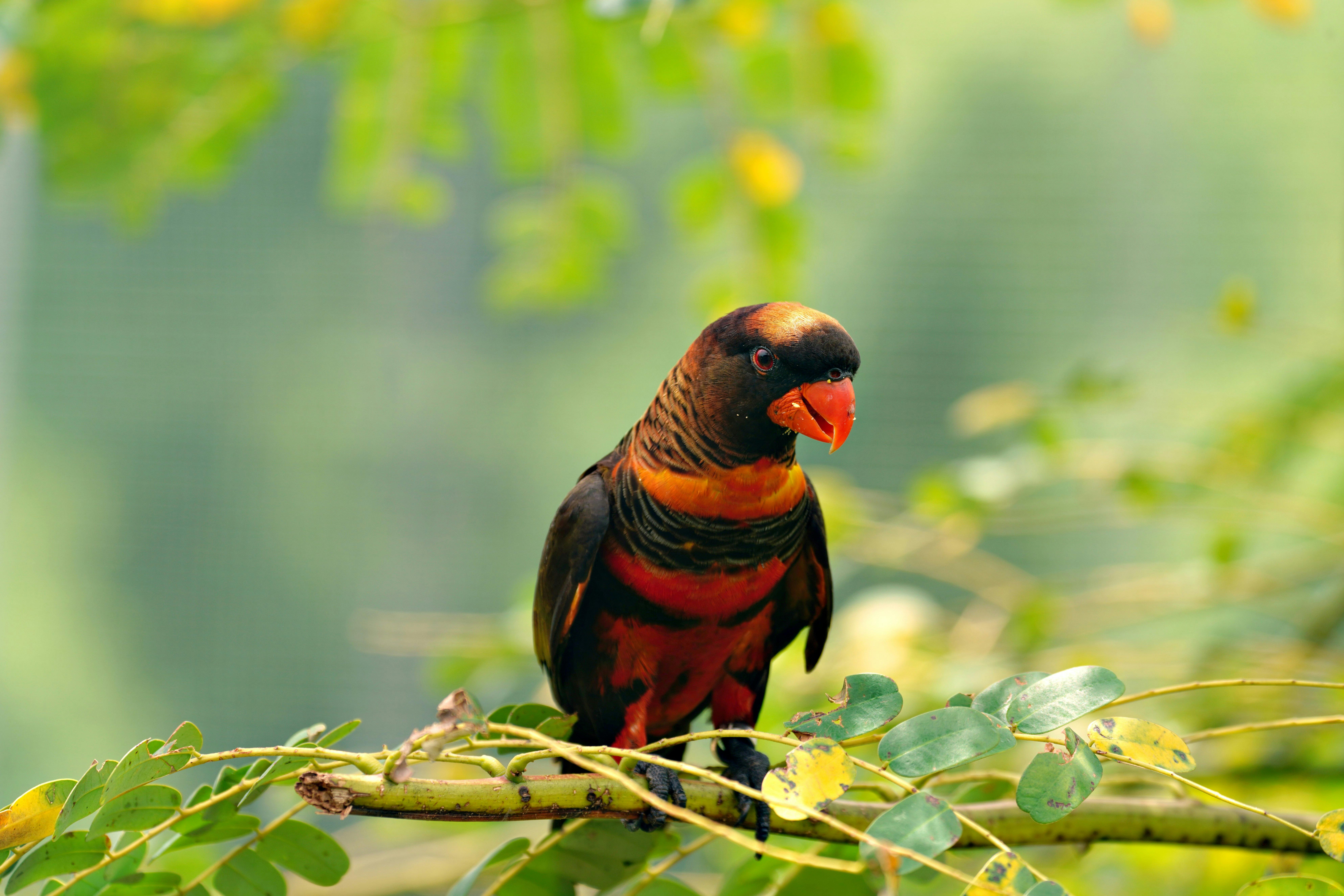 Paysage luxuriant de Nouvelle-Calédonie
