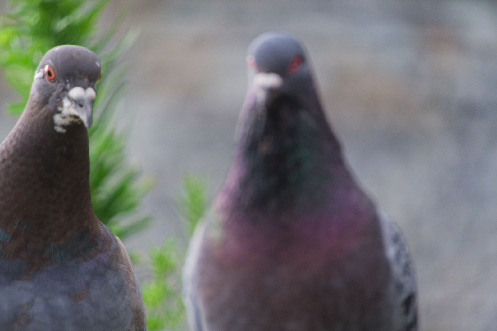 Deux pigeons bisets face à l'objectif, l'un net et l'autre flou