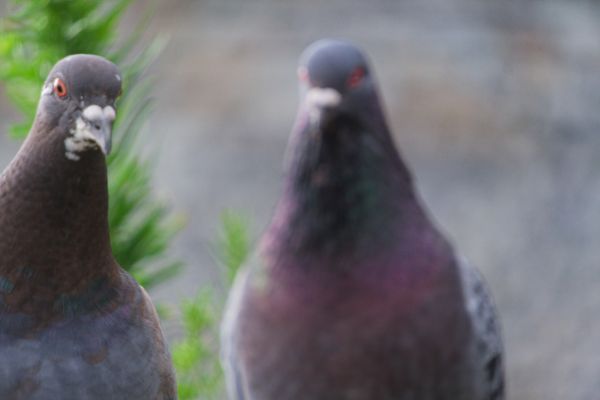 Deux pigeons bisets face à l'objectif, l'un net et l'autre flou