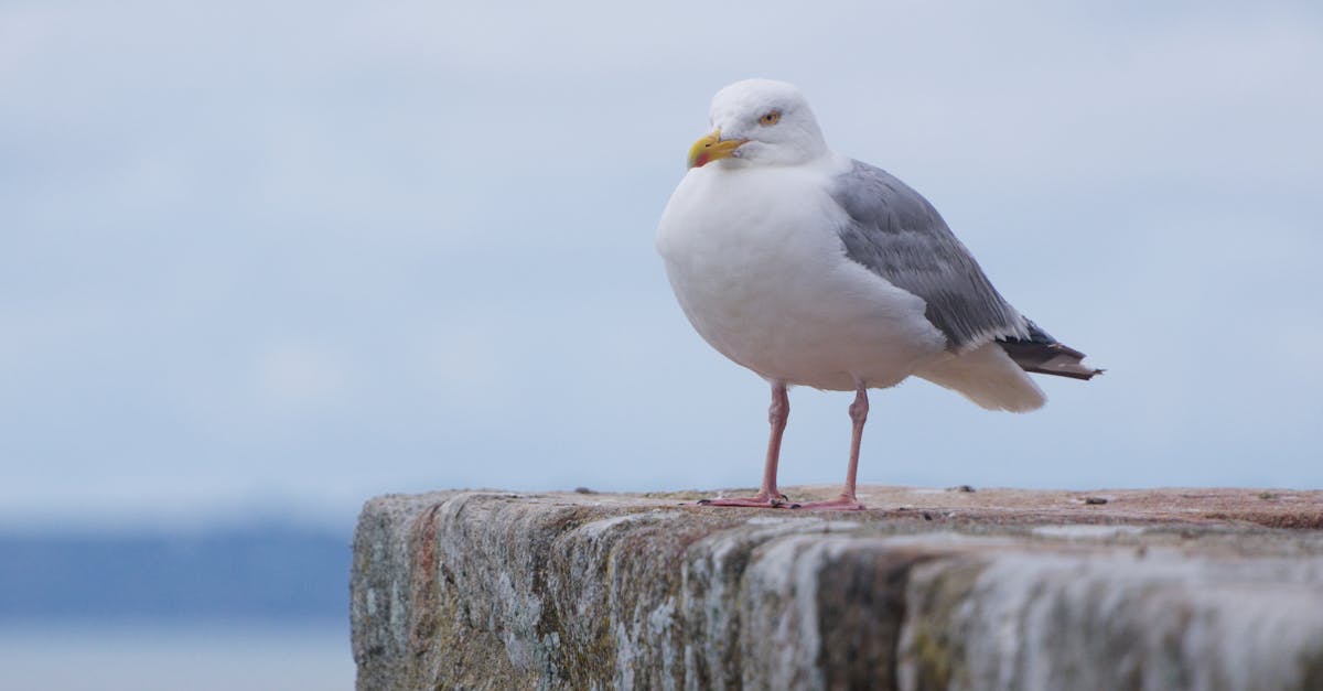 無懼中國恫嚇!沈伯洋赴荷蘭出席國際自由聯盟會議