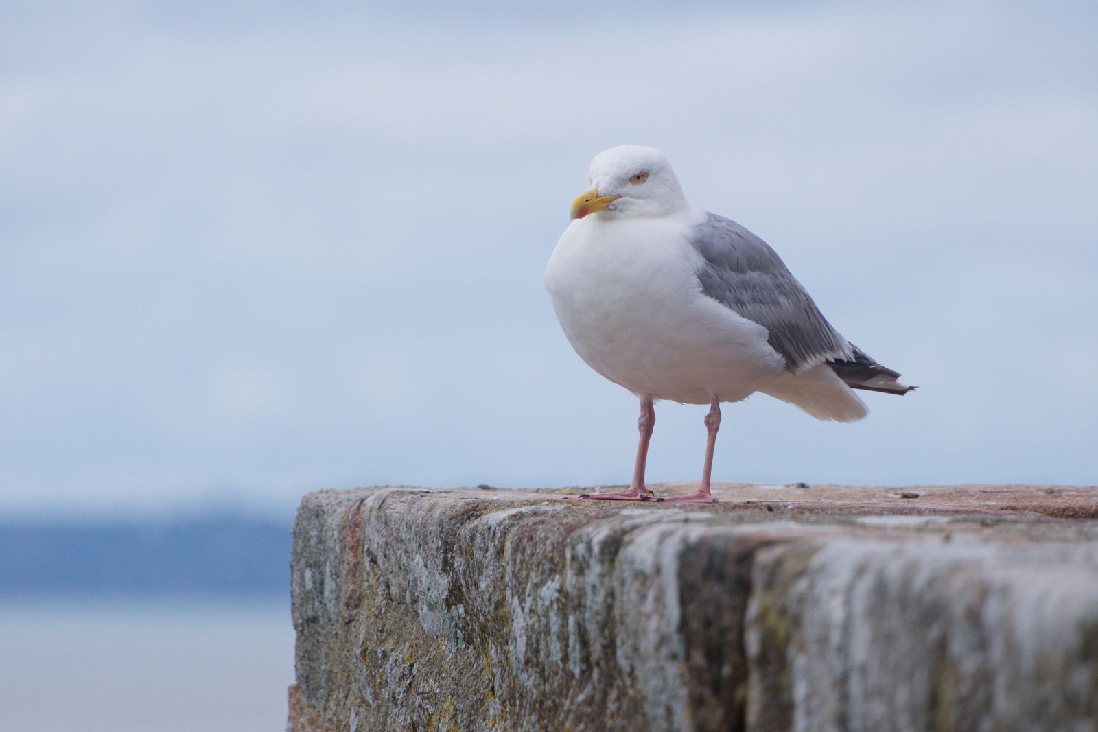 A solitary seagull stands on a stone wall against a serene sky