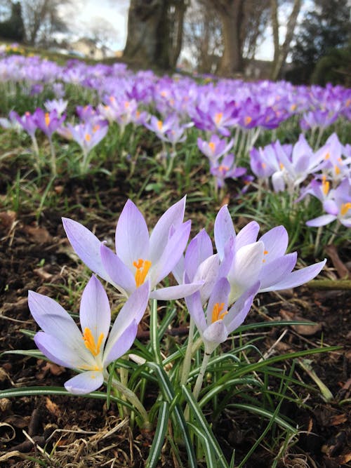 Purple Flowers in Brown Soil