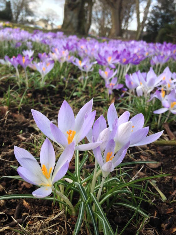 Fleurs Violettes En Sol Brun