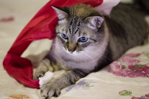 Free stock photo of animal, bicolor cat, cat