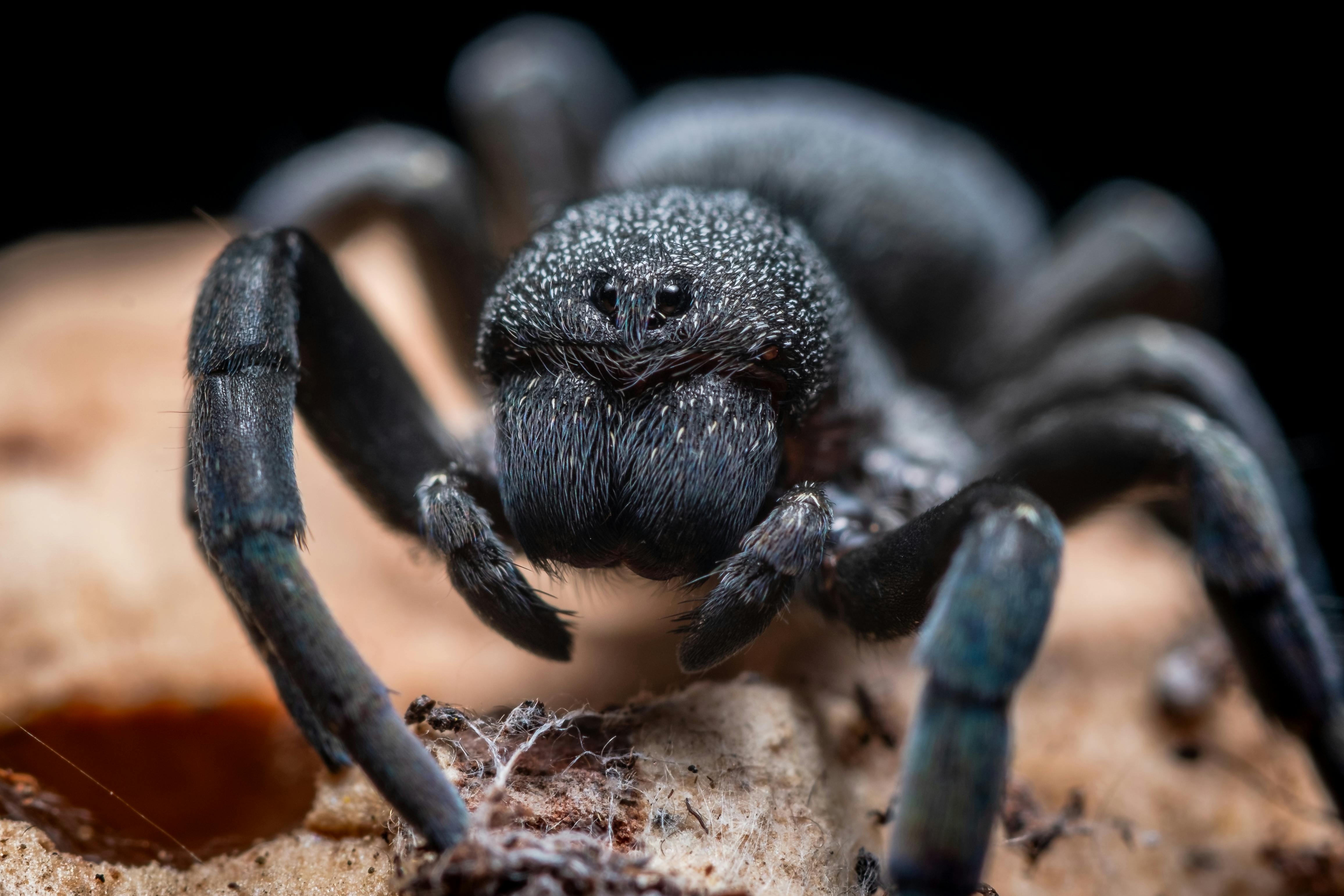 What Is The Significance Of Providing A Hide For Tarantulas?