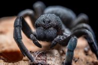 Black Tarantula
