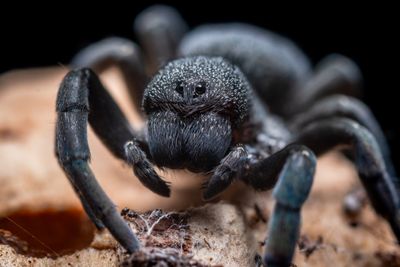 Sydney Funnel-web Spider