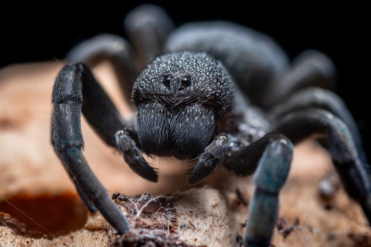 Black Tarantula