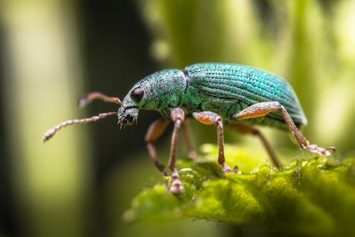 Free Selective Focus Photography of Green Beetle Stock Photo