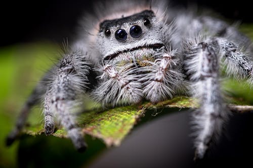 Photo En Gros Plan De L'araignée