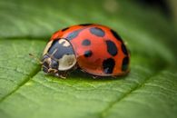 Selective Focus Photography of Ladybug on Leaf
