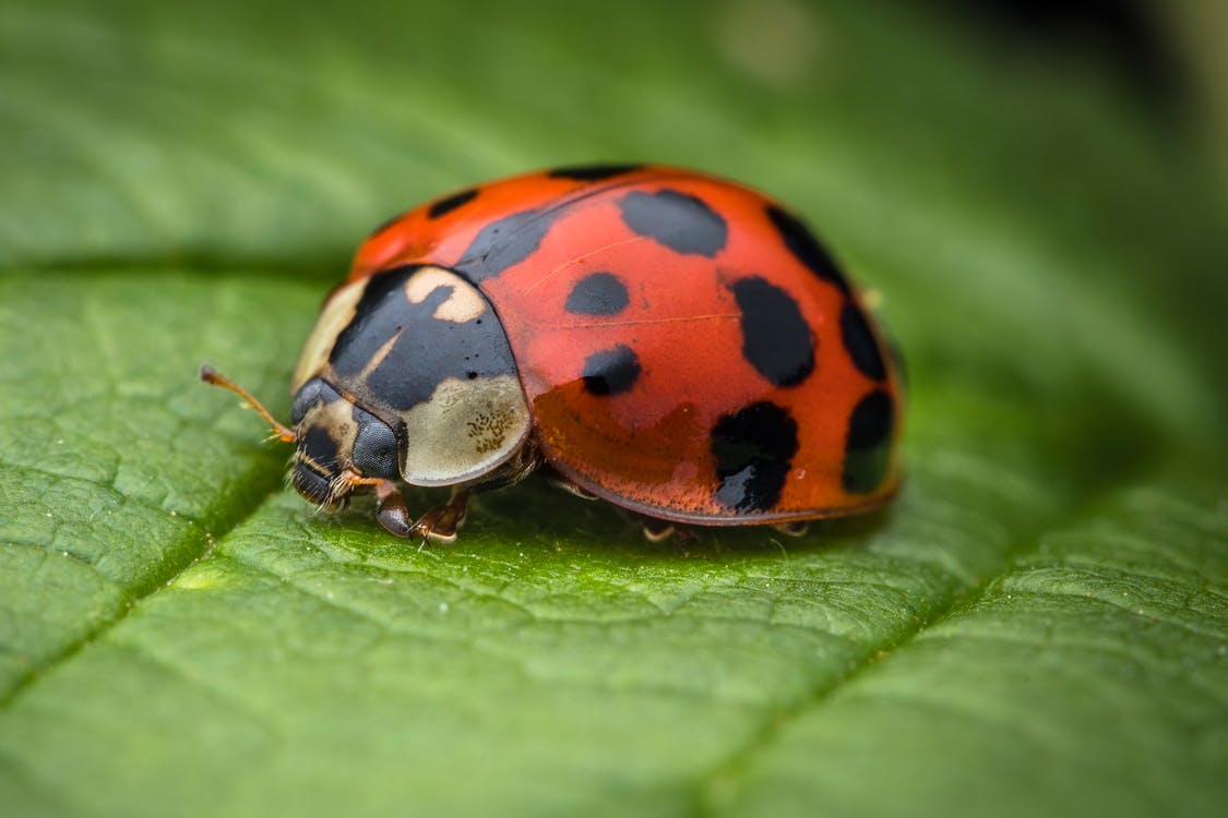 the orange ladybug