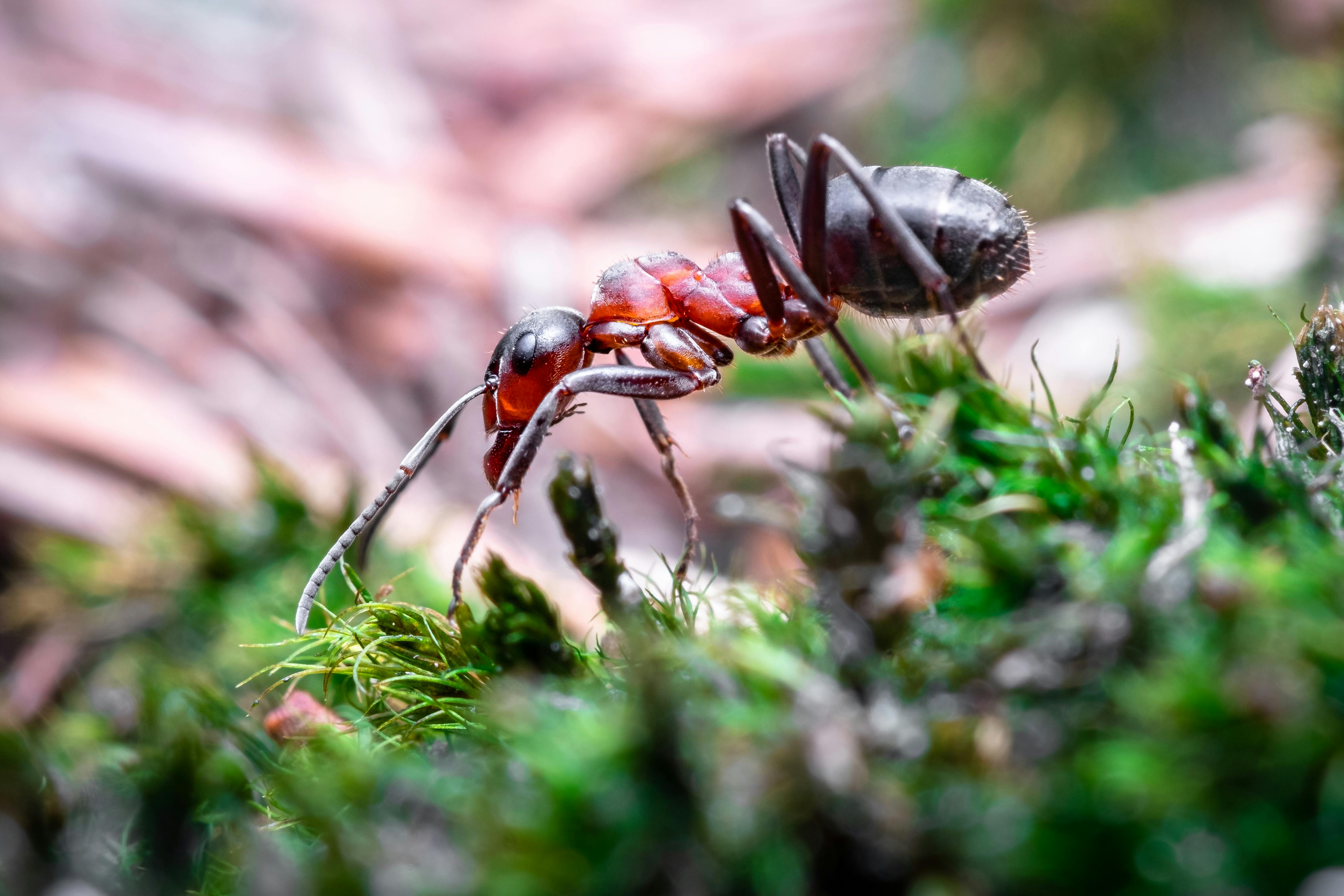 Ant  Animal HQ Ant animal ant HD wallpaper  Pxfuel