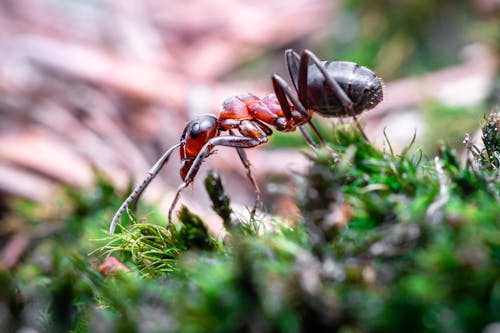 火螞蟻在草地上的選擇性聚焦攝影