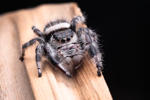 Close-Up Photo of Spider on Wooden Surface