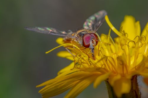 Free Detailed macro photo of a hoverfly on a bright yellow dandelion, showcasing intricate wing patterns. Stock Photo