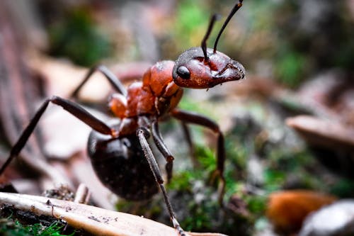 Free Red Ant on Brown Wooden Stick Stock Photo