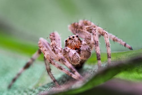 Gratis arkivbilde med dyr, edderkopp, edderkoppdyr Arkivbilde