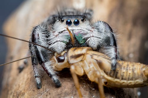 Selective Focus Photography of Spider Feeding on a Brown Insect