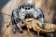Selective Focus Photography of Spider Feeding on a Brown Insect