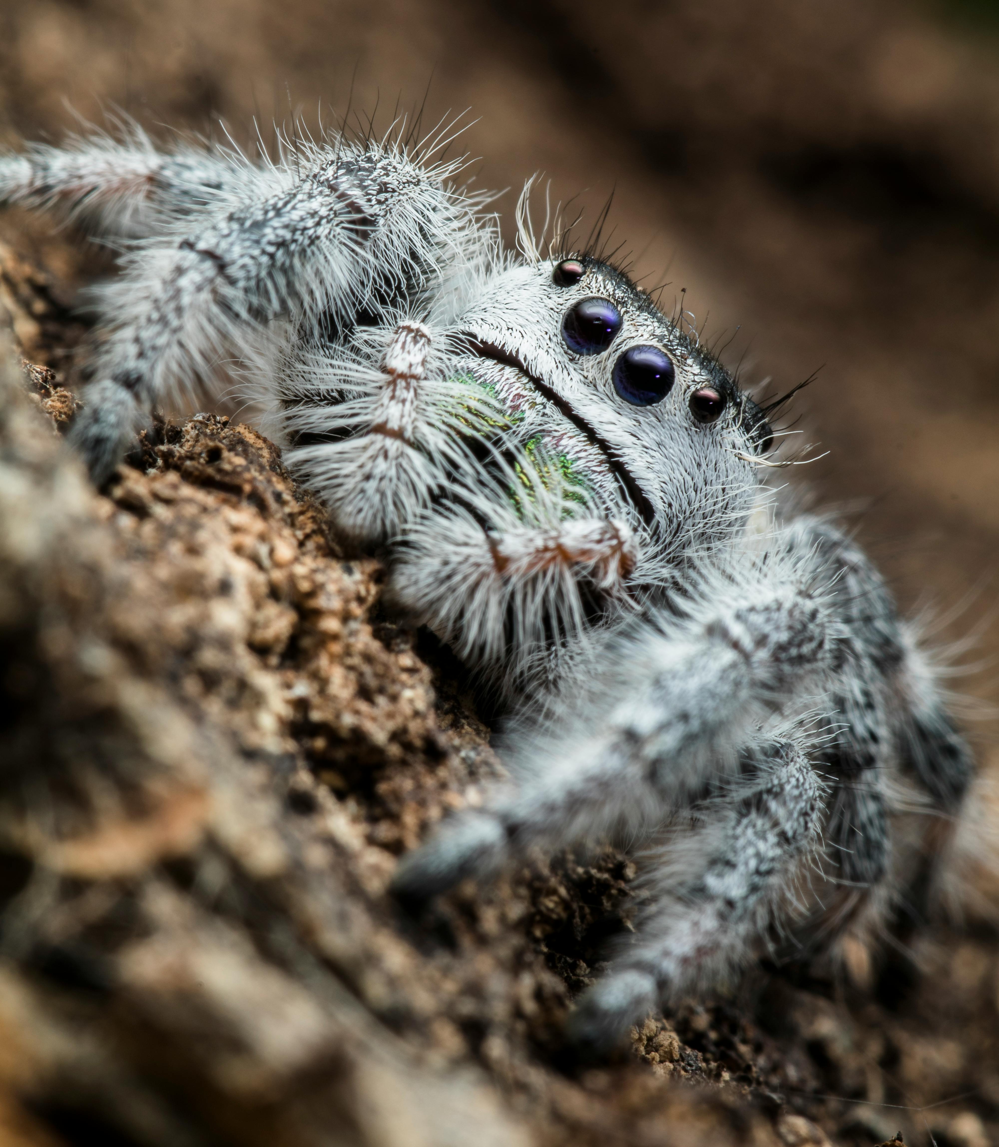 What Is The Courtship Behavior Of Tarantulas During Mating?
