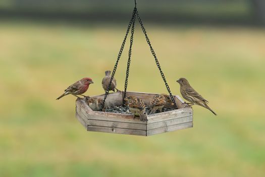 A picturesque scene of various small birds feeding on a rustic wooden hanging bird feeder.