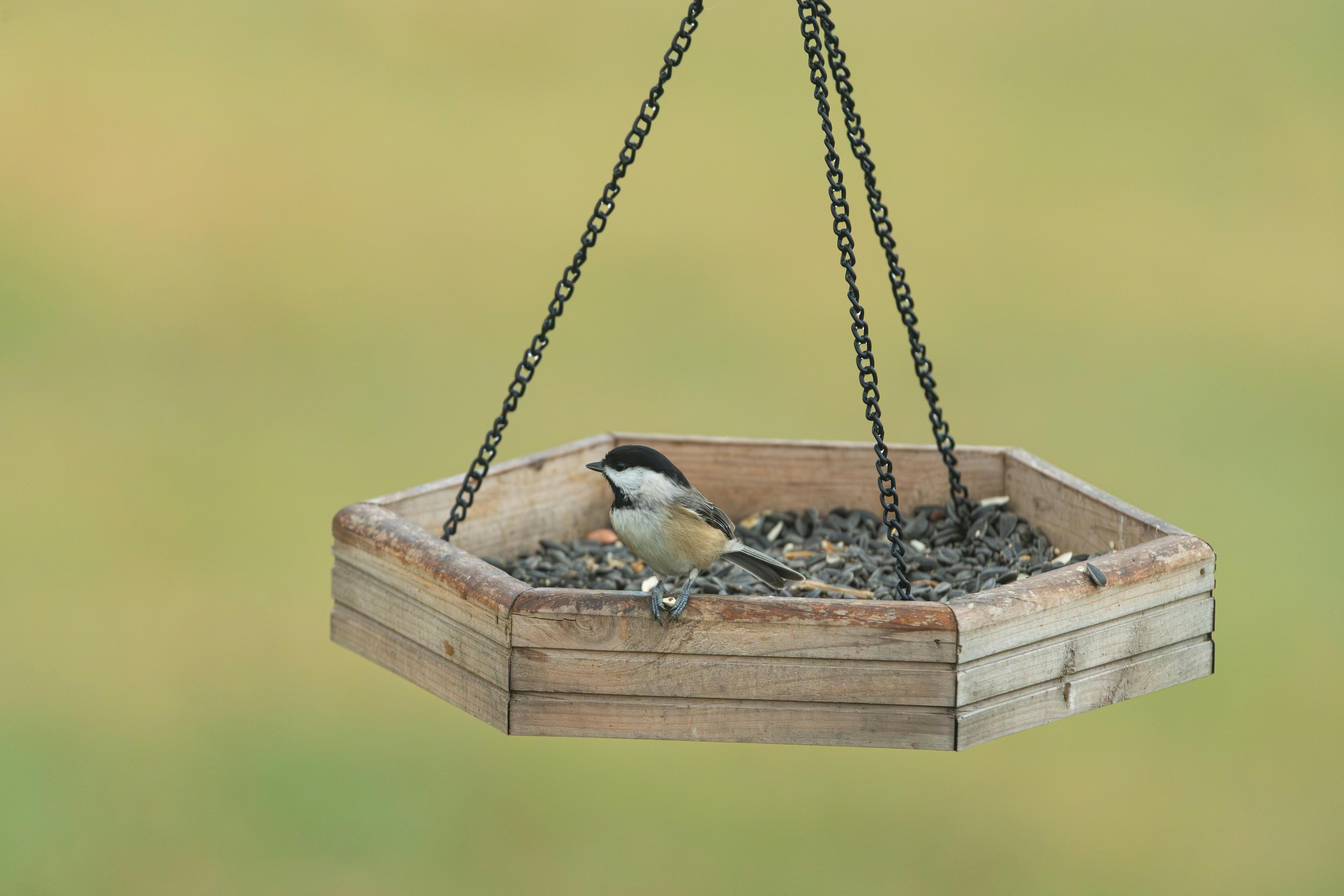 Bird Watching Past Times