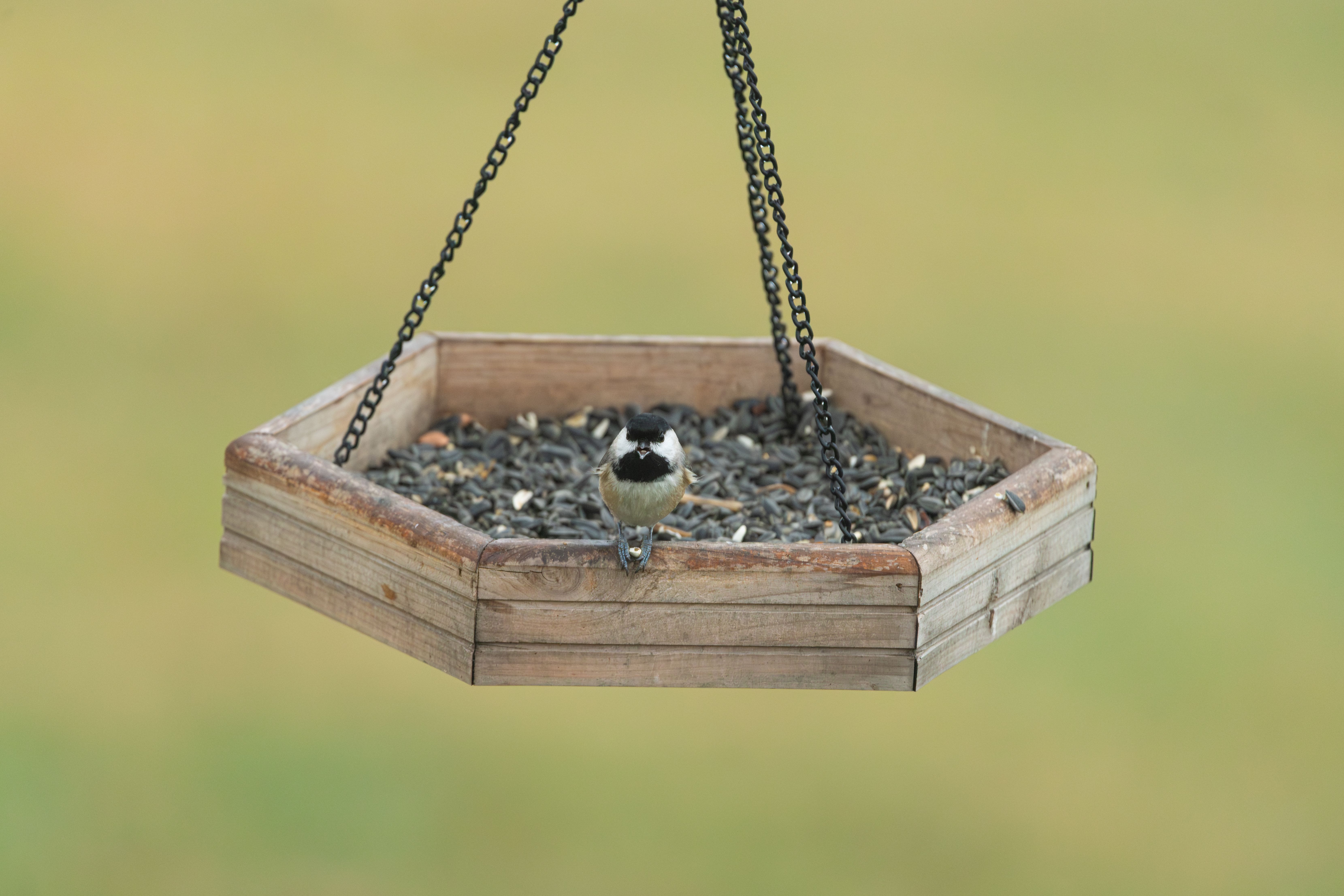 Best Bird Feeders for 2026