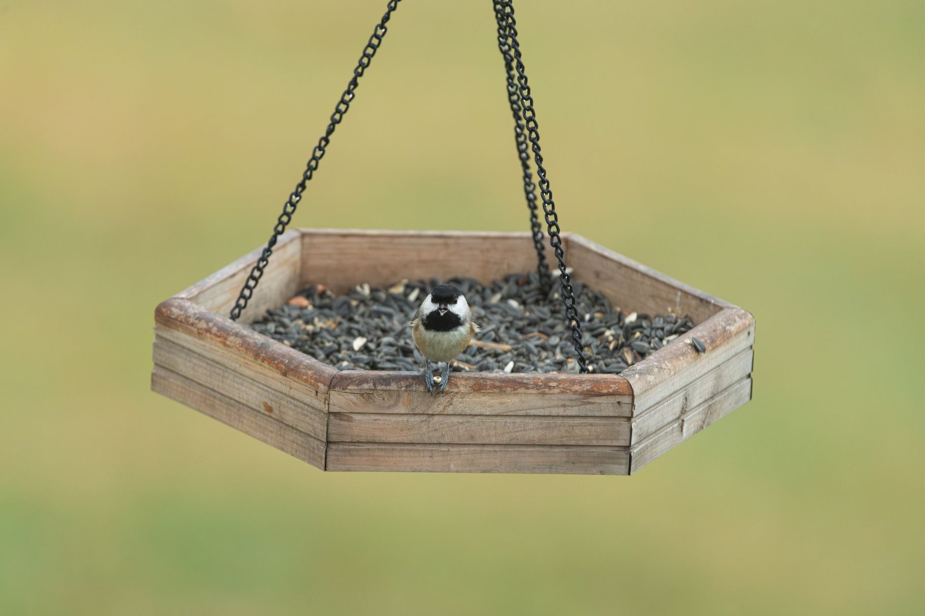 Best Bird Feeders for 2026