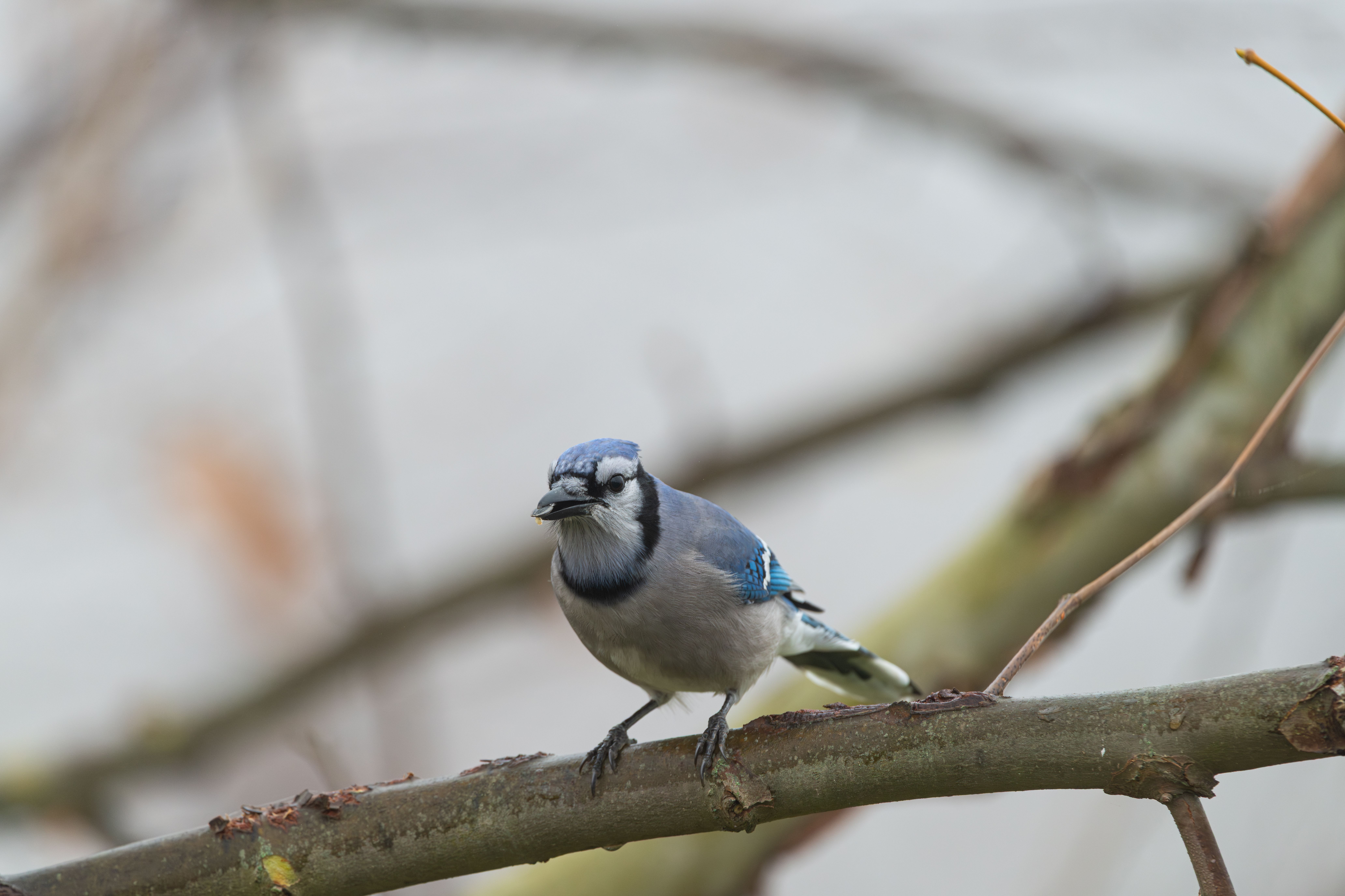 Blue Jay Perched on a Branch in Natural Setting · Free Stock Photo