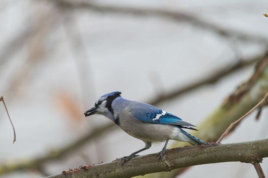Former Blue Jays Pitcher Calls Broadcaster a 'Clown' Over Banner Take