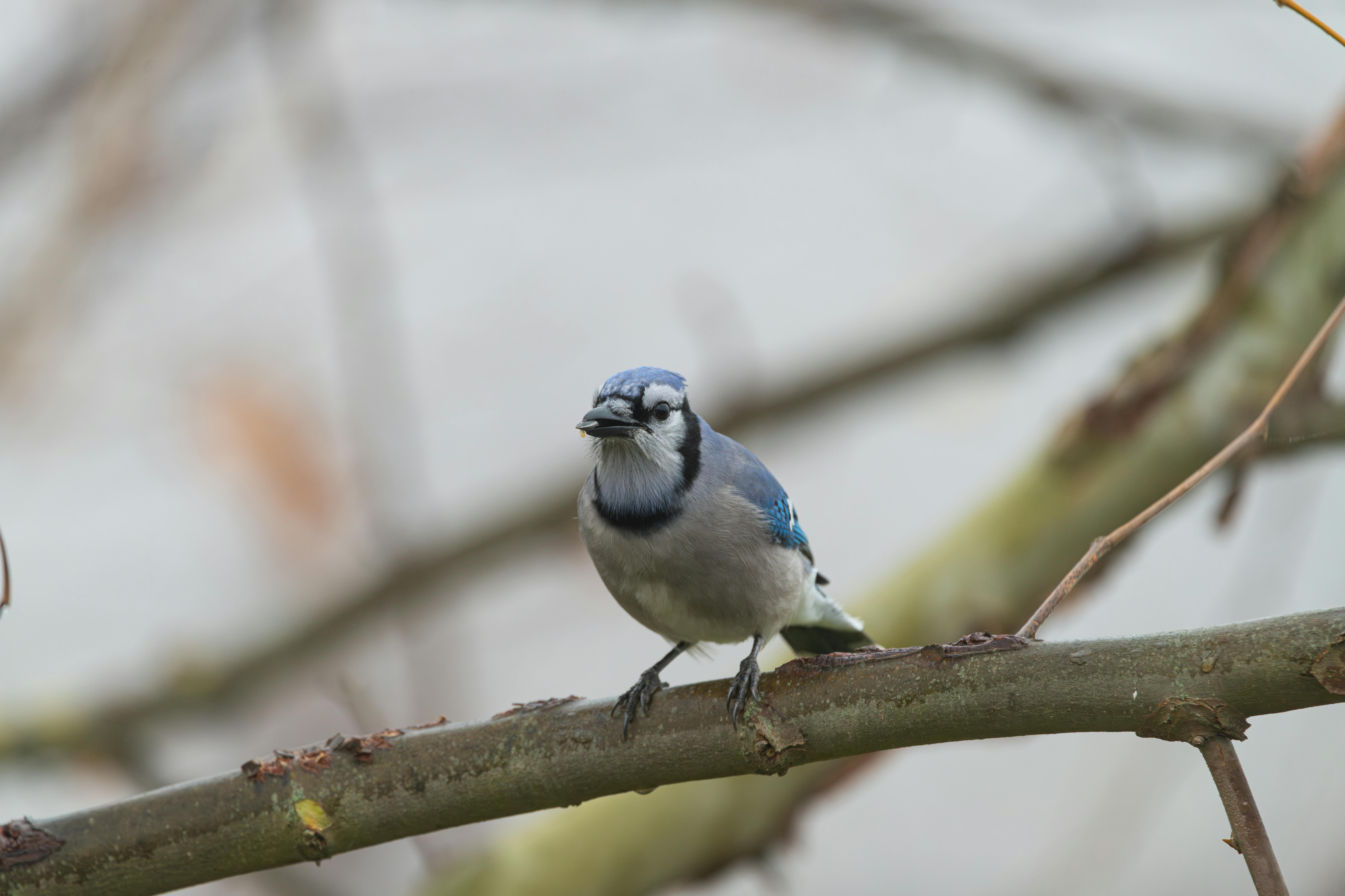 生活：2025年環球小姐冠軍揭曉：墨西哥的法蒂瑪·博斯風采全解析